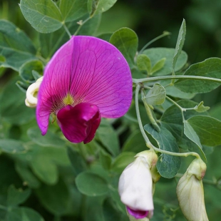 Lathyrus grandiflorus